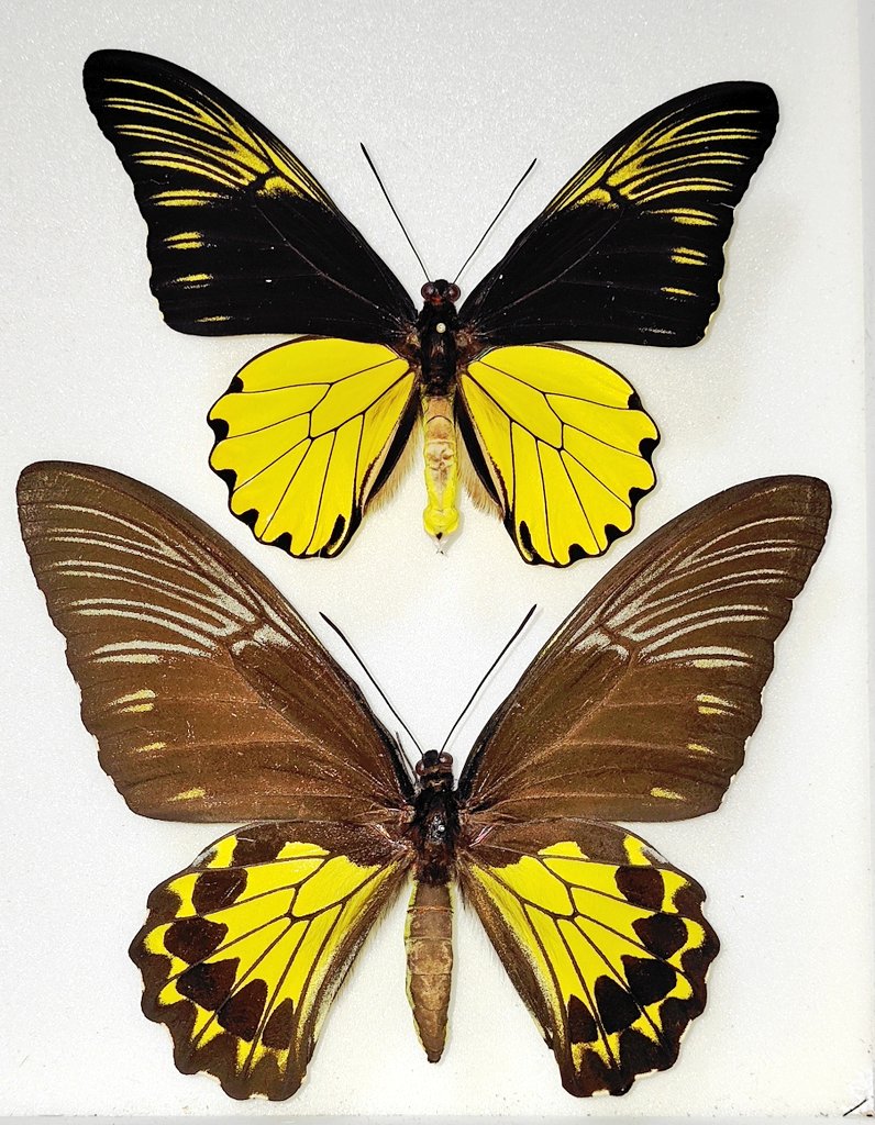 ※taye購入野外標本 標本屋のぶんぶん (@poly_specimen) / Posts / X