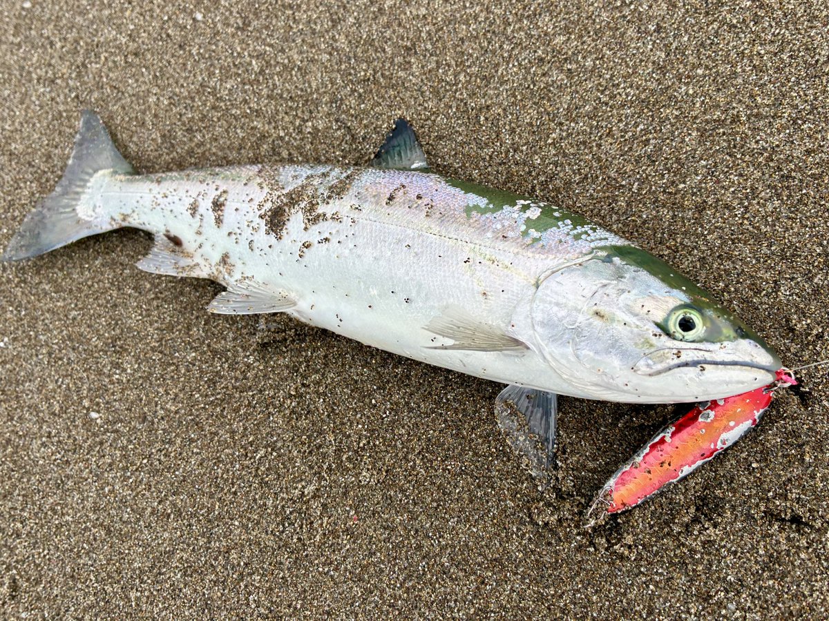 hokkaidoyuki's tweet photo. 知床サクラマスジギングが中止になって不貞腐れていたら、島牧の海からプレゼントが😍
#BlueBlue
#SeaRide https://t.co/Nh6FpHpgTX