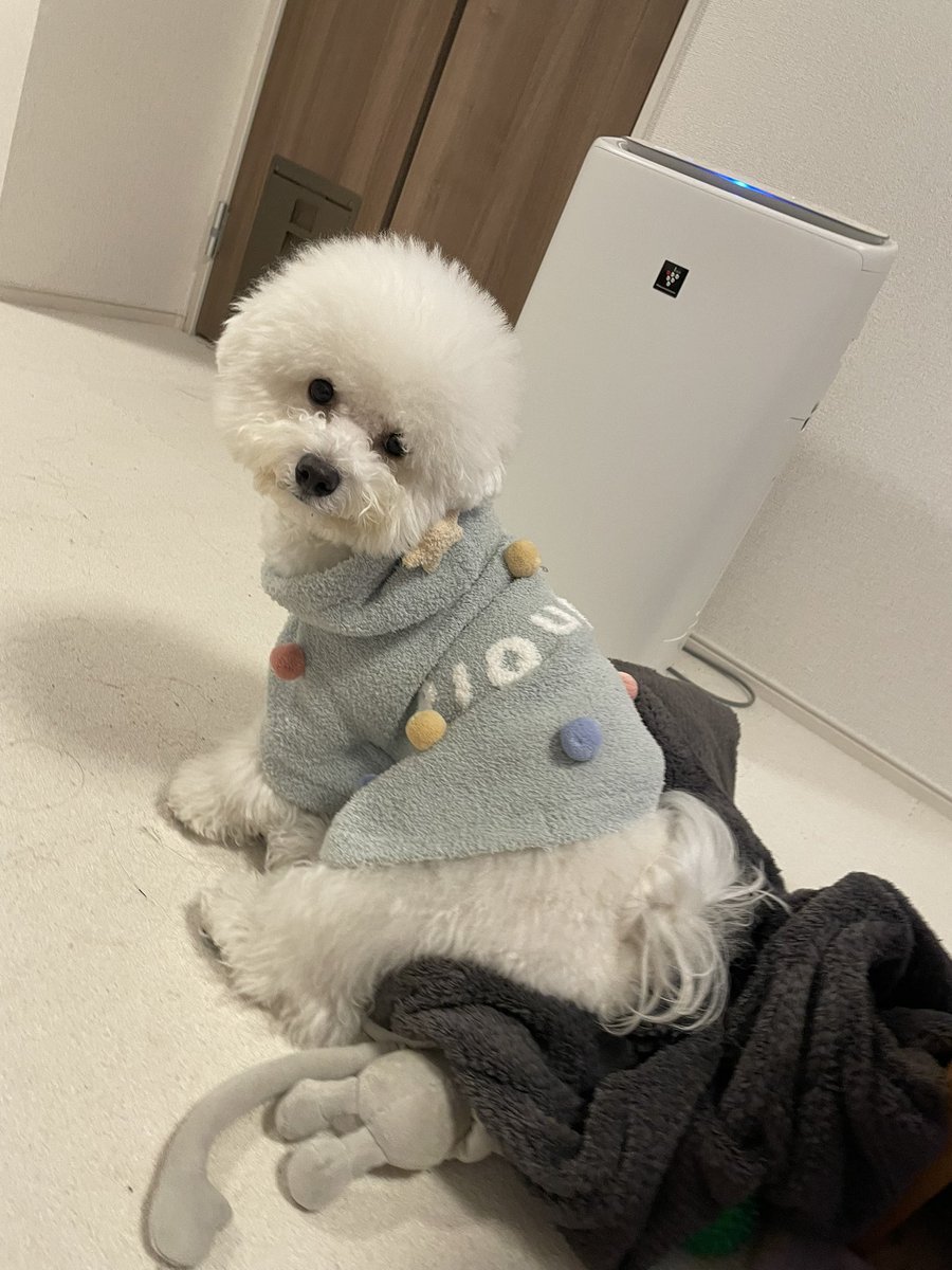 _ruuuka_'s tweet photo. メリークリスマス
あたしのかわいいこ🐾 https://t.co/FYKZWUmpOe