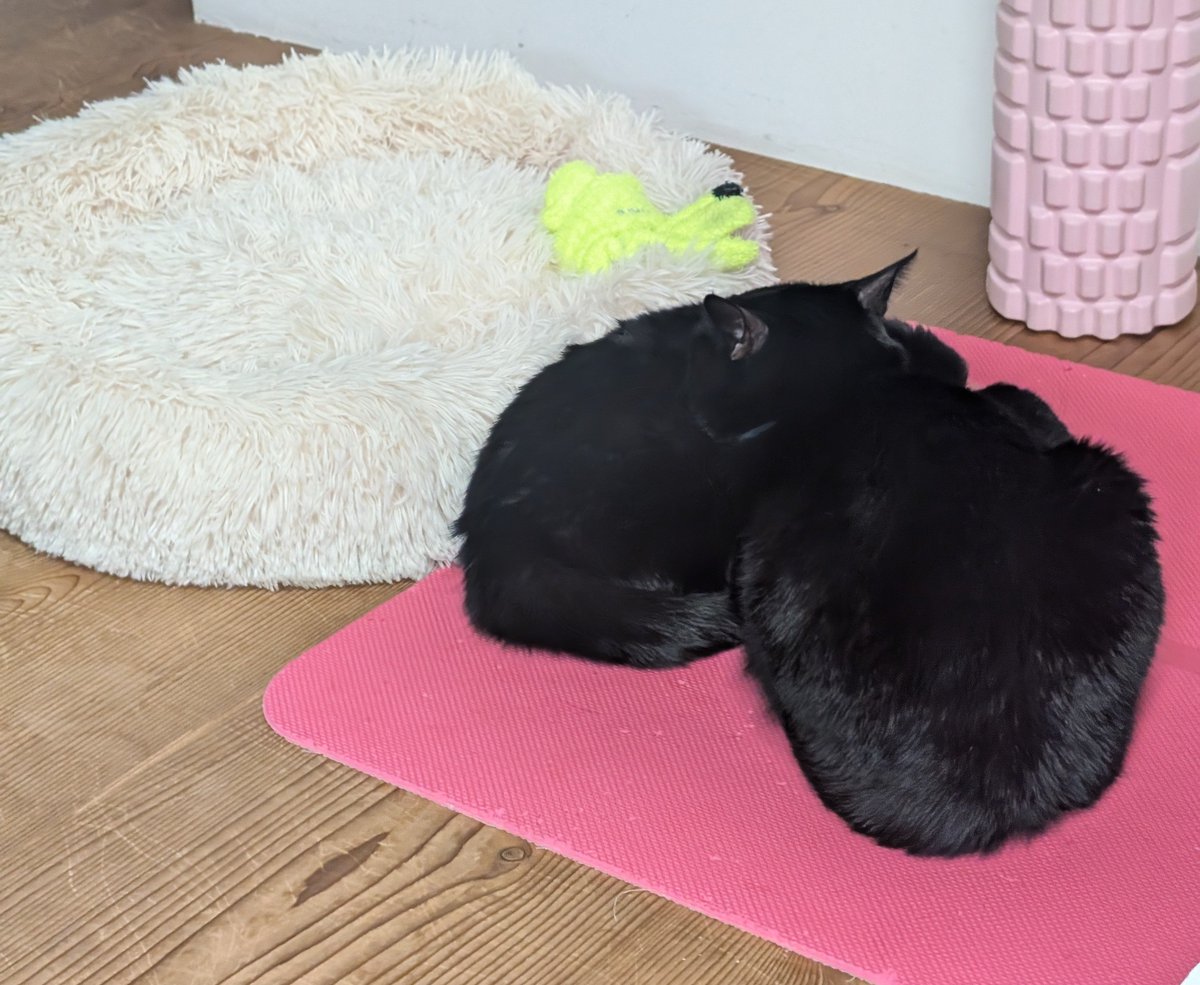 Saimmm's tweet image. ベッド買ってあげたのに使わなすぎる