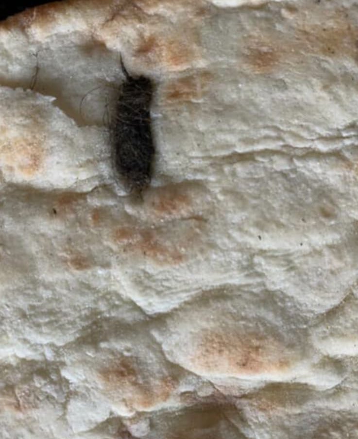 NNİZİP TE BİR FIRINDAN ALINAN EKMEKTEN ÇIKAN ŞEY ŞOK ETTİ 😱😱😱😱