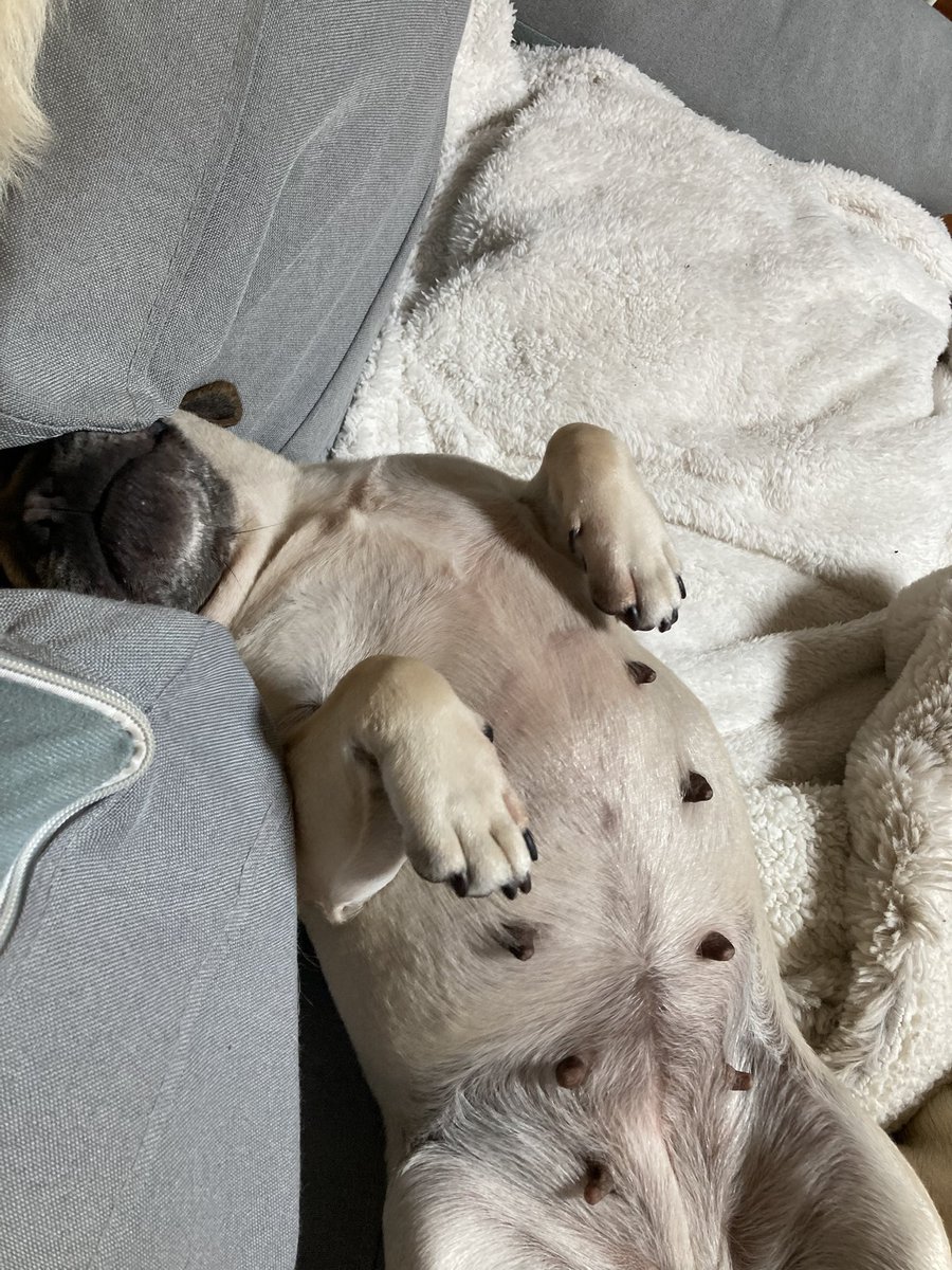 パグお(パグ愛好家) (@pug3ta) / Posts / X