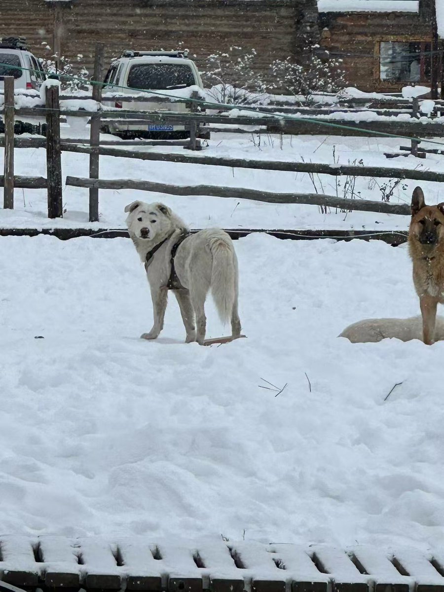 LengS_Alex tweet media