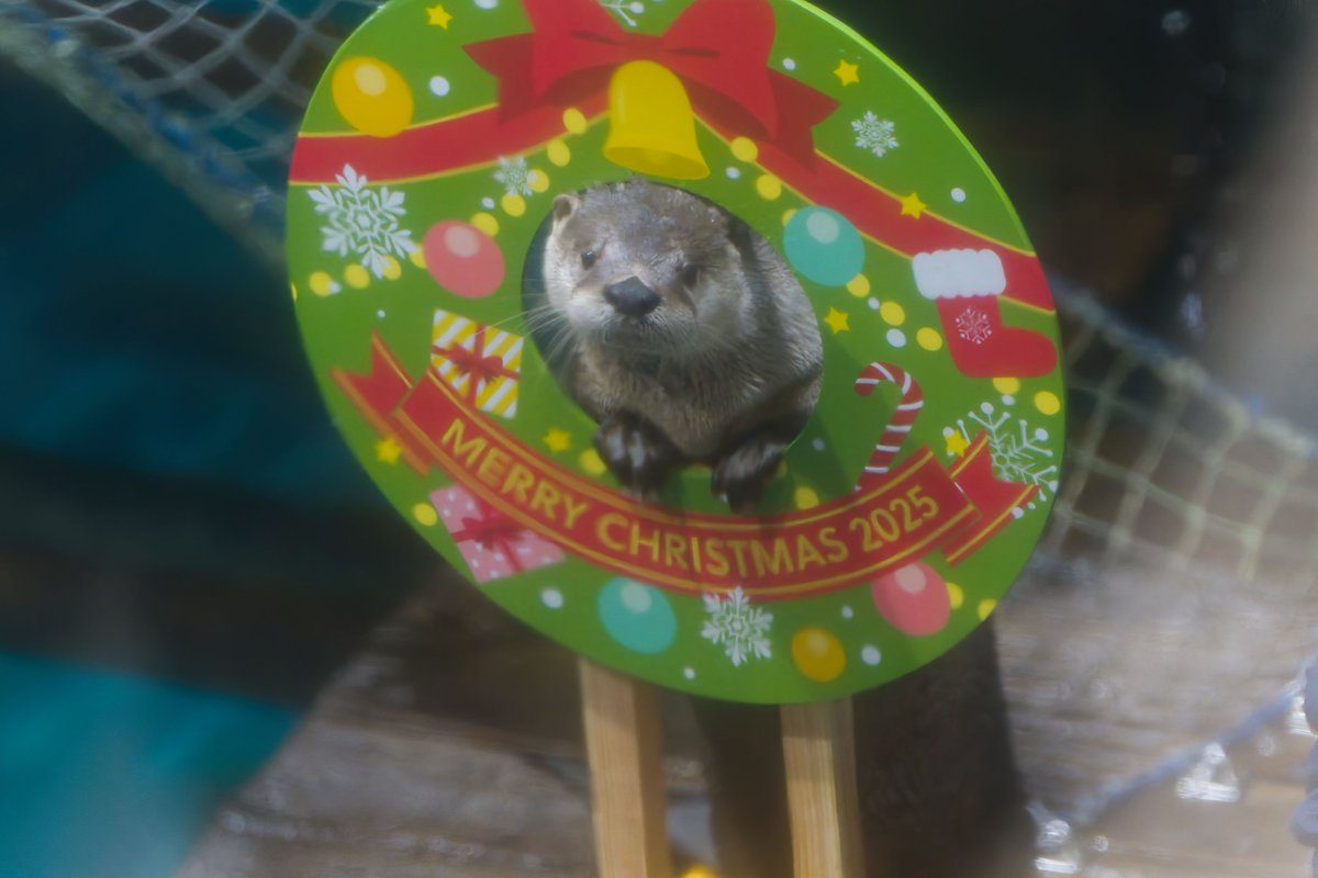 クリスマスイブ🎄はカナダカワウソさん🦦 #アクアワールド茨城県大洗