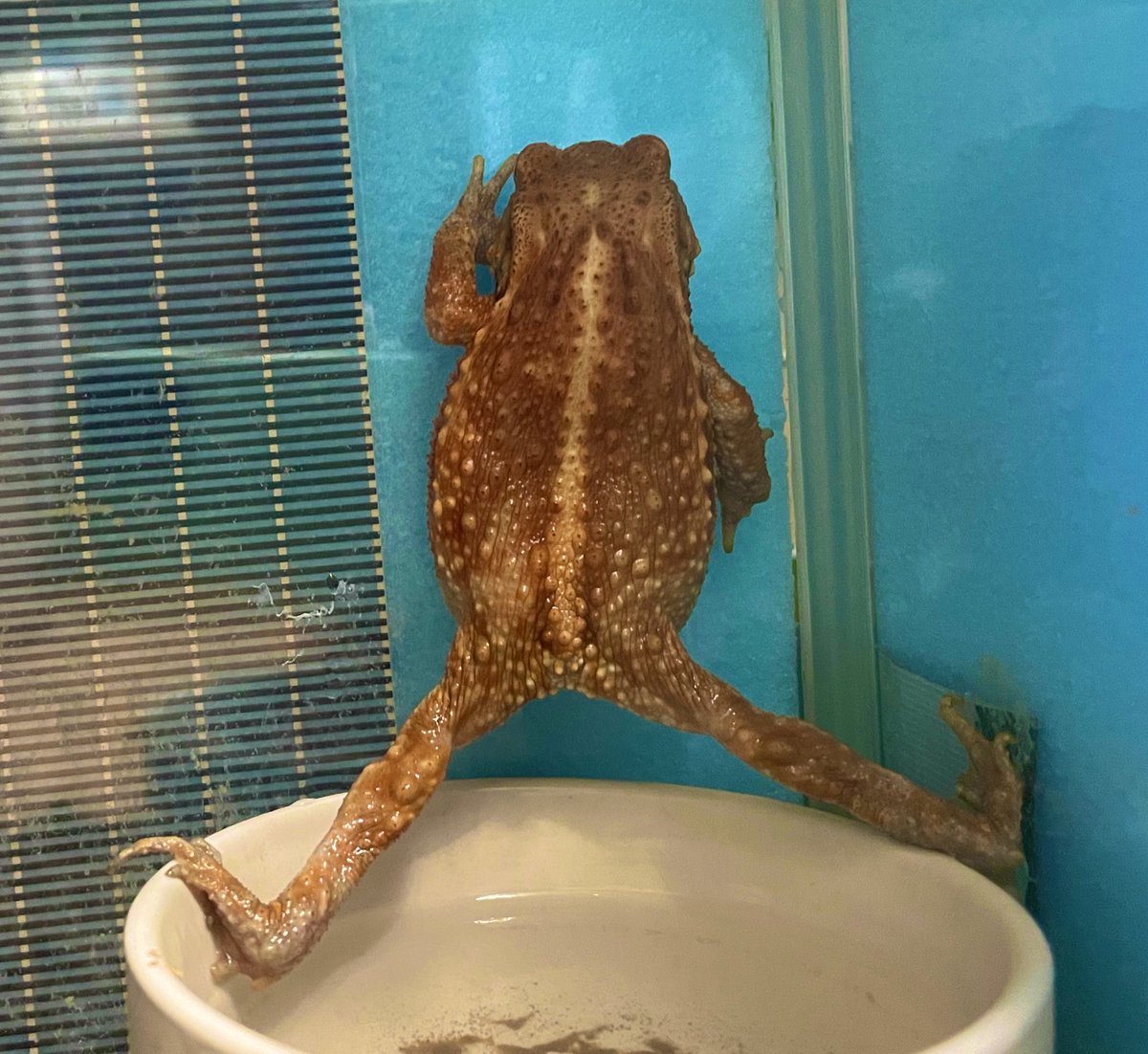 かえるさん専用ページ かえるのいえさがし｜福音館書店