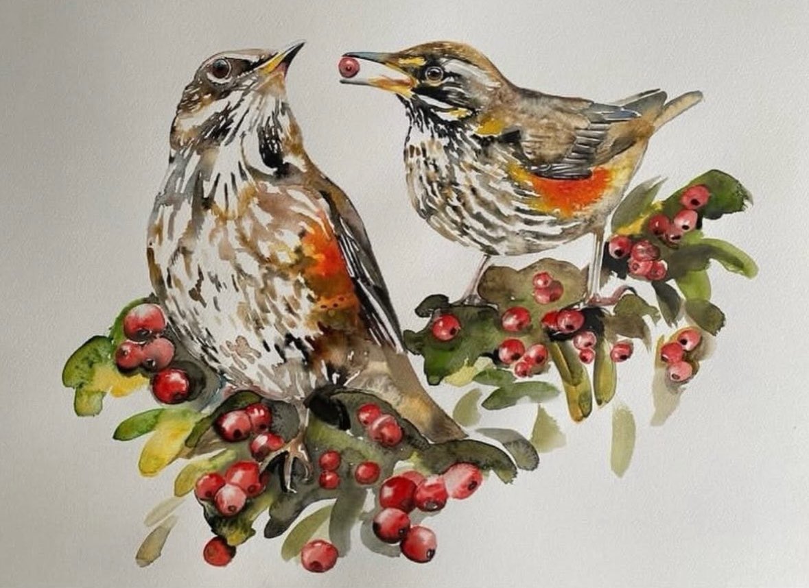 JamesMoir10's tweet image. Christmas Redwings.