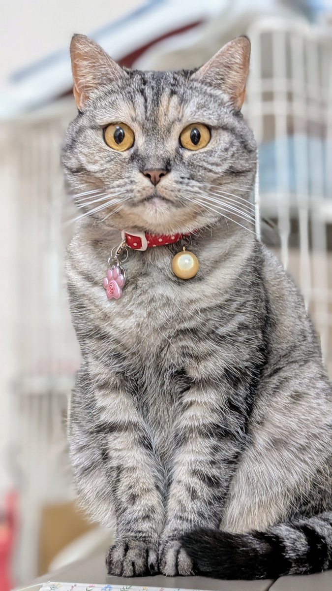 ねこさん⚡(ΦωΦ) (@catnap707) / Posts / X