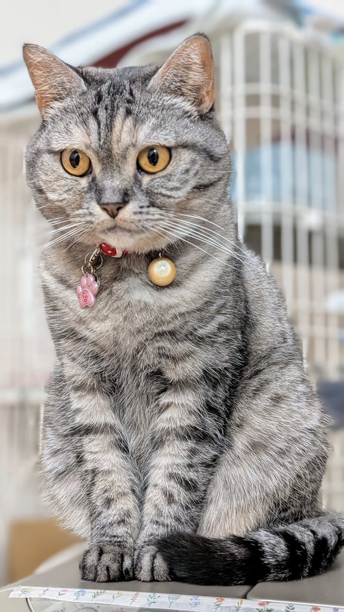 ねこさん⚡(ΦωΦ) (@catnap707) / Posts / X