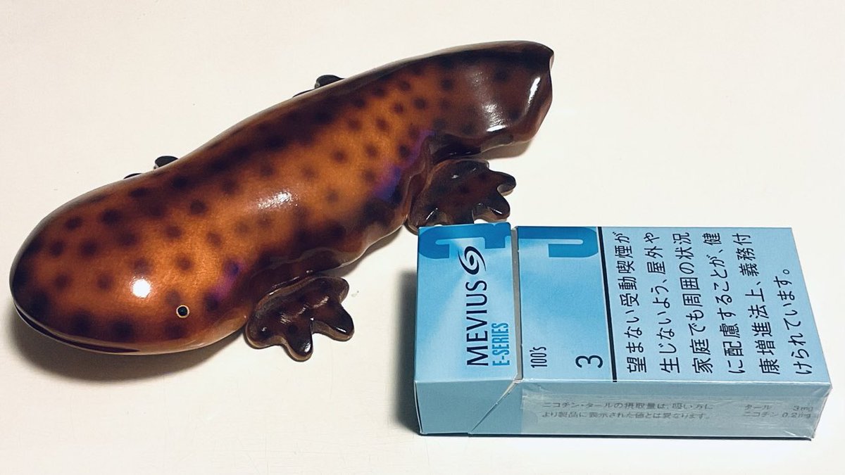 うちにいるオオサンショウウオとちょっと似てる。