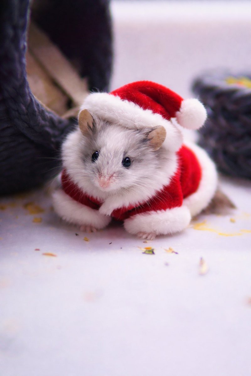 단언컨데
내가 제일 처음 써본 AI임
결과물 : 귀 엽 다