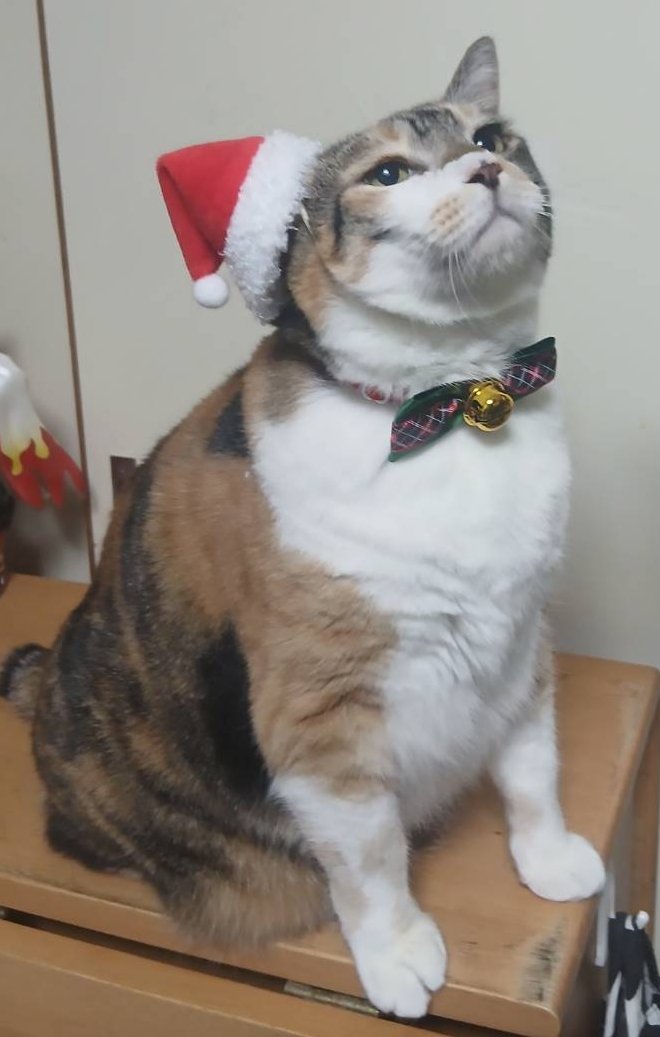 Mary Xmas🎄 byミント姉さん💫