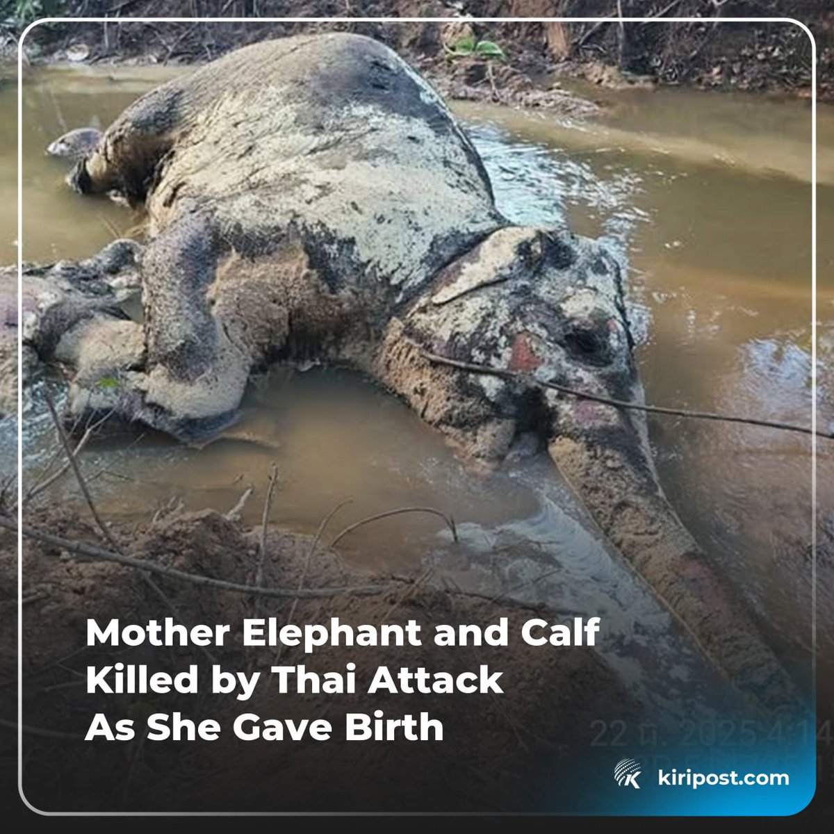 Kiripost tweet media