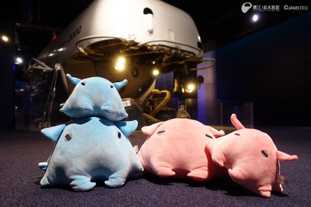 池袋サンシャイン水族館　ぬいぐるみくじ　A賞　メンダコ こちらはサンシャイン水族館のぬいぐるみくじでゲットした3等の
