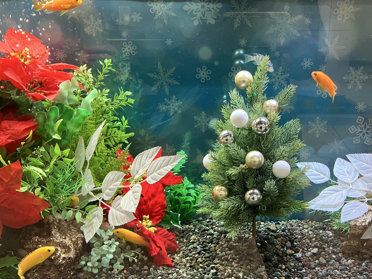 Merry Christmas Mr. Lawrence🎄