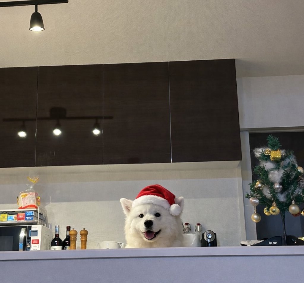 サモエド☆さだはる (@sadaharu__0905) / Posts / X