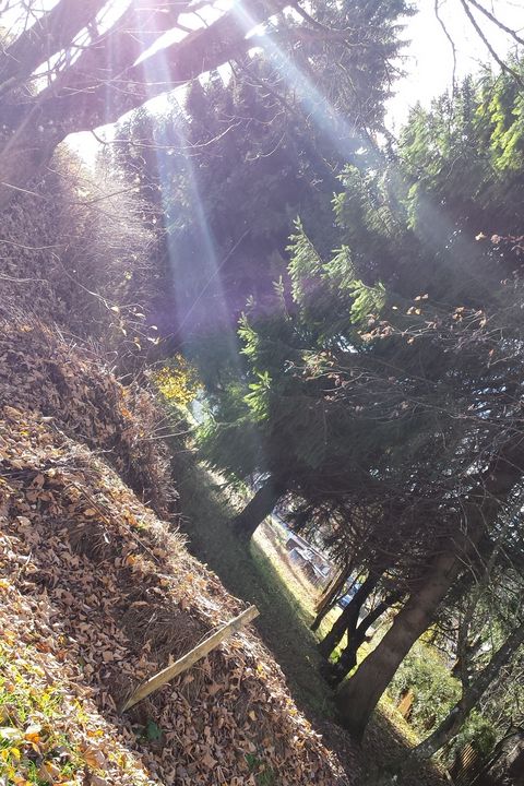 NubesDesign's tweet image. Art of the Day! "Sunny Forest". Buy at: ArtPal.com/nubesdesignch?…