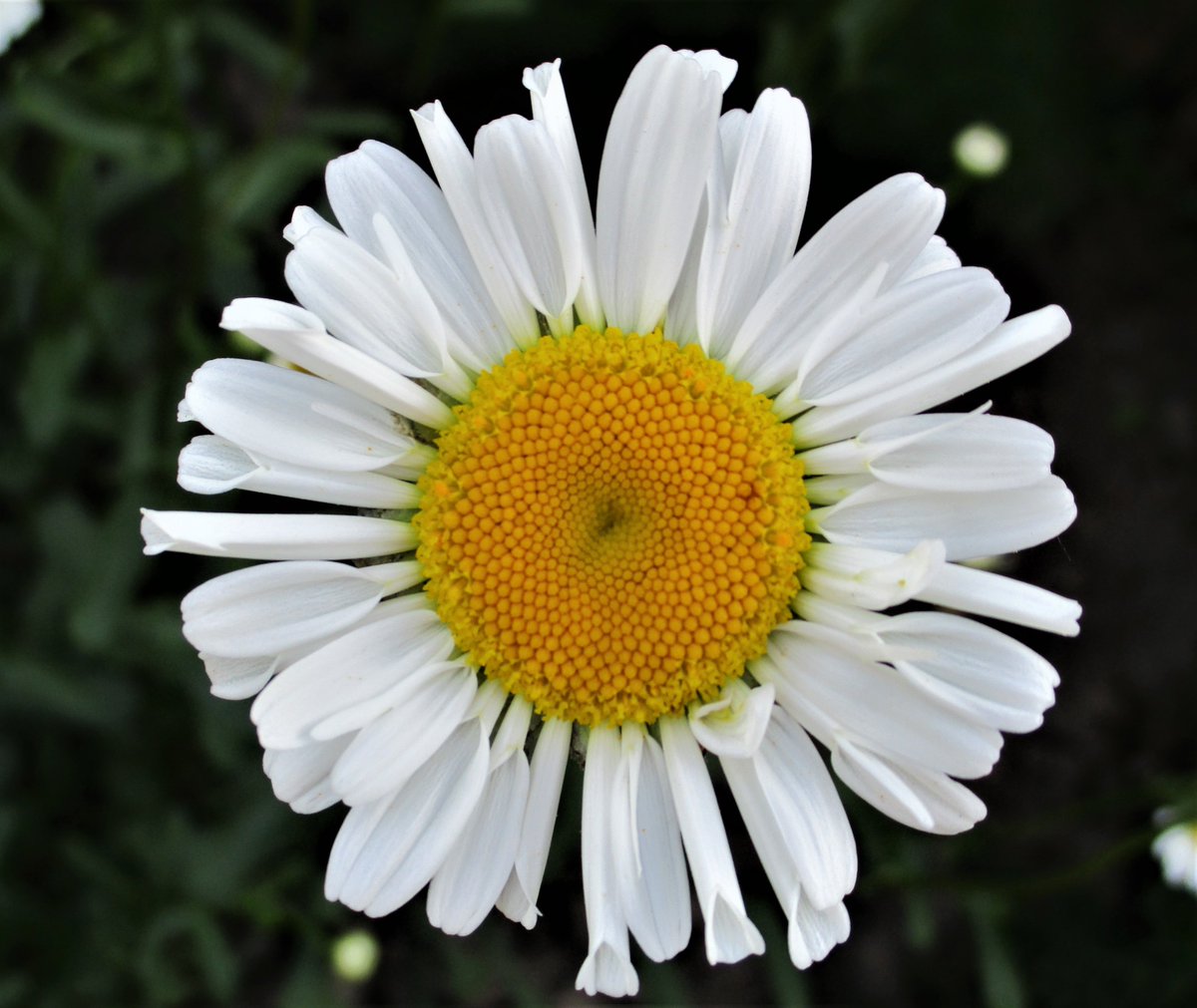 Diva_VIP's tweet image. Notte is ..white  goodnight🏙️☃️