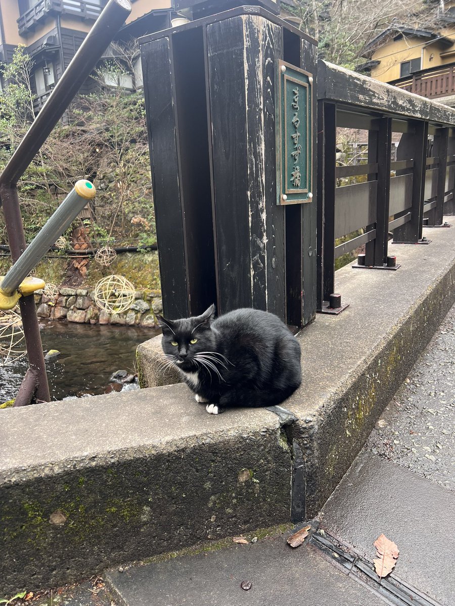 나만 없어 고양이 🖤