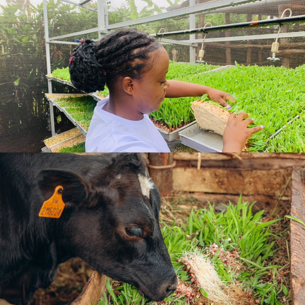 Imagine turning a small 5m x 2.5m structure into a steady feed source for 37 pigs, 54 chickens, and 3 dairy cows! Hydroponic fodder isn’t just affordable, it’s a revolutionary solution for farmers battling high feed costs. 

By using less land and water, it ensures year-round