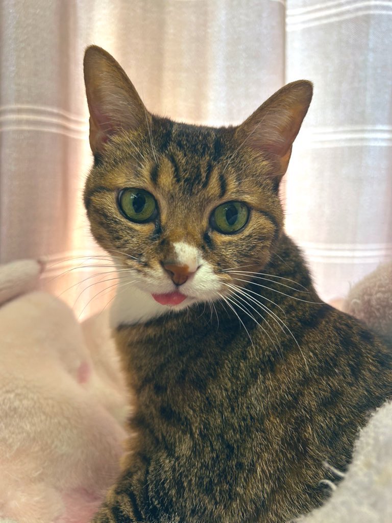 msctoxin's tweet image. うちのキュートな猫でも載せるか