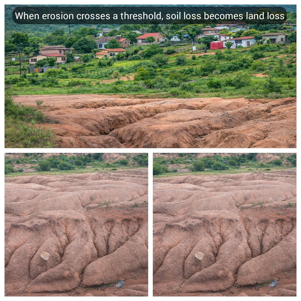 therealsseome's tweet photo. The soil profile is breached, subsoil exposed, and degradation becomes self-reinforcing.
Often, this is not natural failure, but unmanaged development and altered drainage without soil-informed planning.
Soil resilience has limits.
Once exceeded, recovery is slow and costly. https://t.co/QbriULlFke