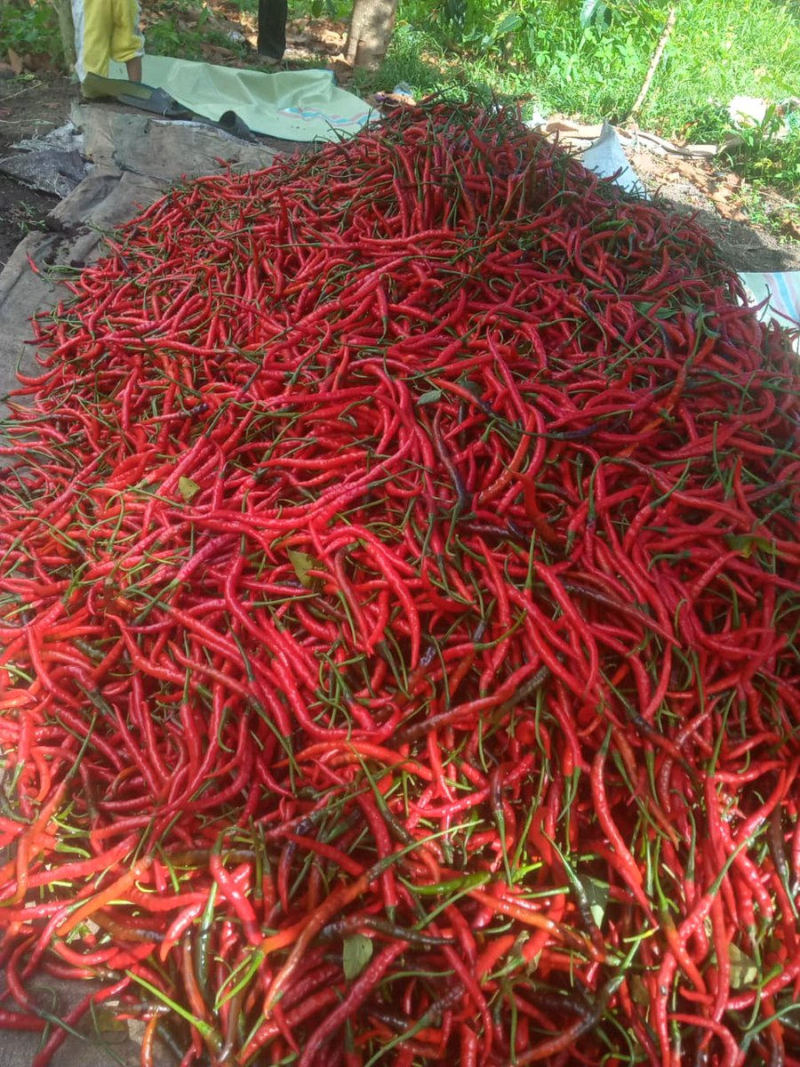 Sekolah libur tapi kenapa MBG jalan terus ?
Alangkah baiknya jika selama liburr sekolah MBG di alihkan ke daerah bencana yg lebih membutuhkan !
Tapi....ah shu dah lah

Gambar hanya pemedas
