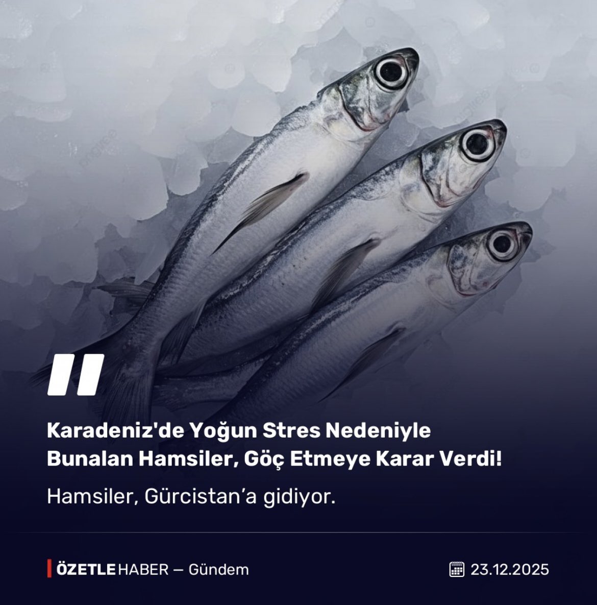 Hasrett2452128's tweet photo. Yaşadığı olayı saniyesinde unutan hamsiler bile strese girip kaçıyor bizim kaçacak yerimiz de yok https://t.co/77F7K95f9V