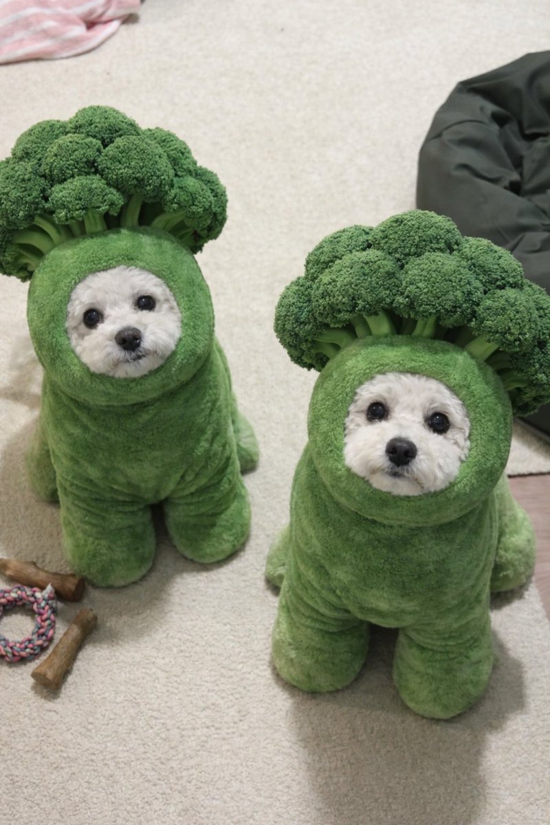 パグお(パグ愛好家) (@pug3ta) / Posts / X