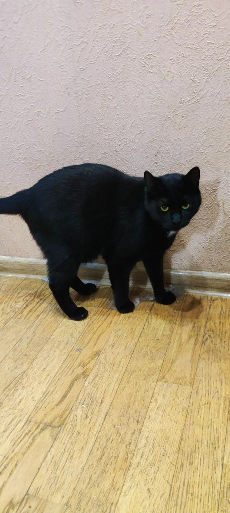 _Nameless_Mira's tweet image. Цього чорного кота викинули з 6 поверха.
Щасливий чи ні, важко сказати, але кіт вижив і вилікувався.
Трохи через такий «польот», має кривеньку походку. Але все інше ок.
Хлопчик, 1 рік. Кастрований.
Харків або інші міста України (відправимо).
Номер для звʼязку:
0677881451 - Ірина