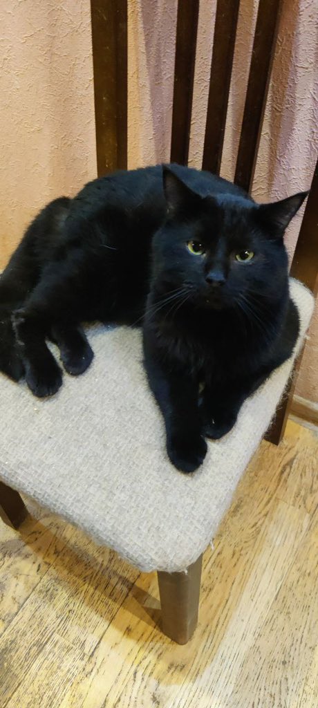 Цього чорного кота викинули з 6 поверха.
Щасливий чи ні, важко сказати, але кіт вижив і вилікувався.
Трохи через такий «польот», має кривеньку походку. Але все інше ок.
Хлопчик, 1 рік. Кастрований.
Харків або інші міста України (відправимо).
Номер для звʼязку:
0677881451 - Ірина