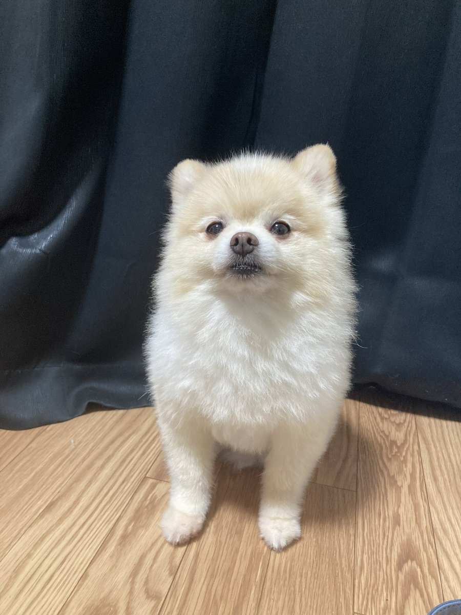 ぽんすけ大先生 (@yuyuyuyumee) / Posts / X