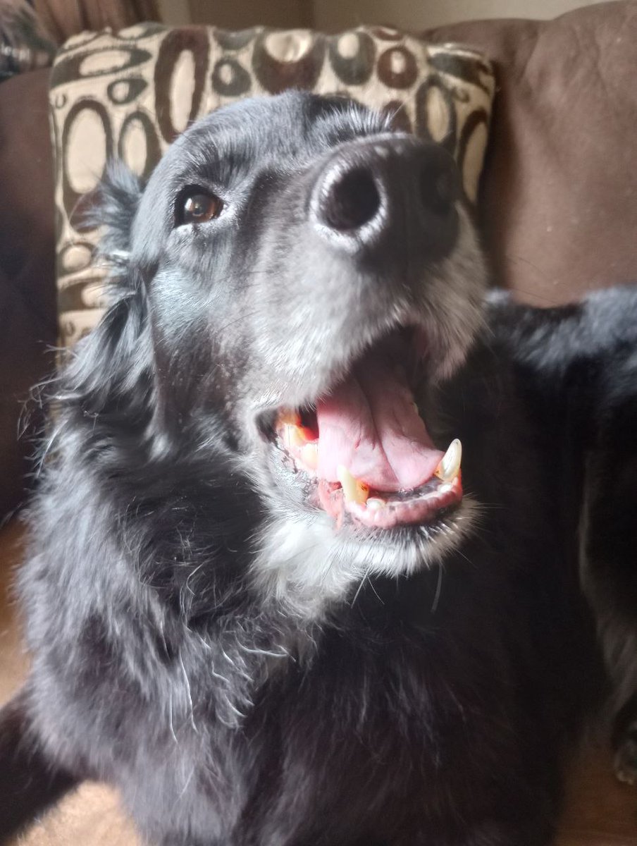 Queblock tweet media