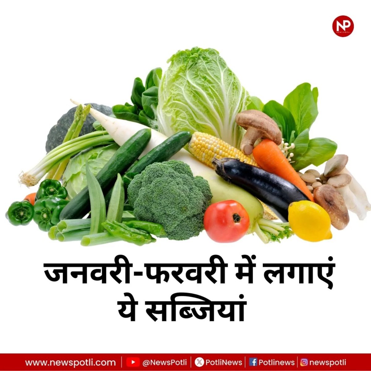 PotliNews's tweet image. कम समय में अच्छी कमाई का जरिया बनती जा रही है सब्जियों की खेती। सही फसल और सही समय चुनकर किसान कम लागत में बेहतर मुनाफा कमा सकते हैं।जनवरी–फरवरी में उगाई गई सब्जियां जल्दी तैयार होती हैं और बाजार में अच्छी कीमत दिला सकती हैं।

#NewsPotli #vegetable #farming #January2026 #kisan