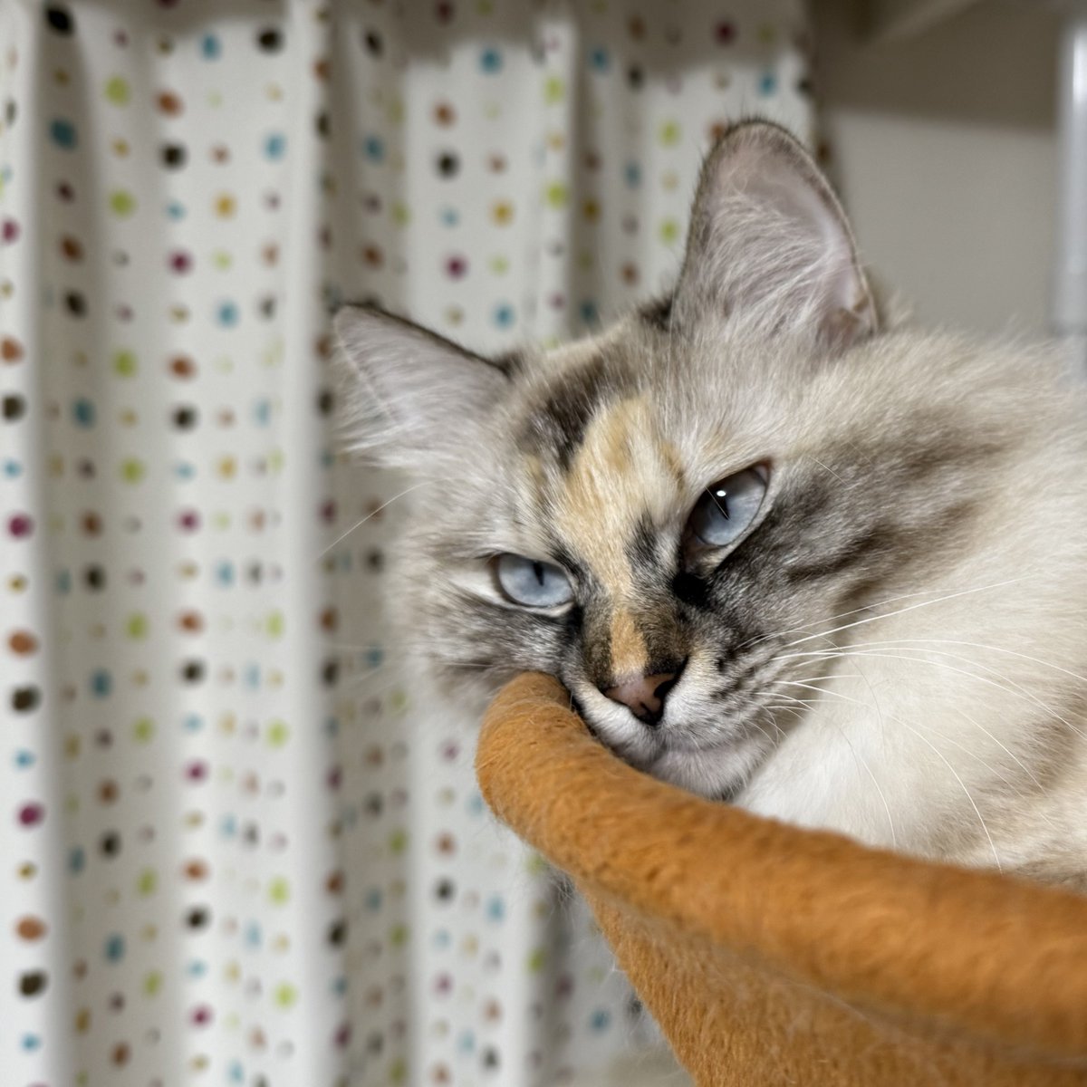 いずもん/まろ様＊mfmf (@7nfxwoi3F8lSqHU) / Posts / X