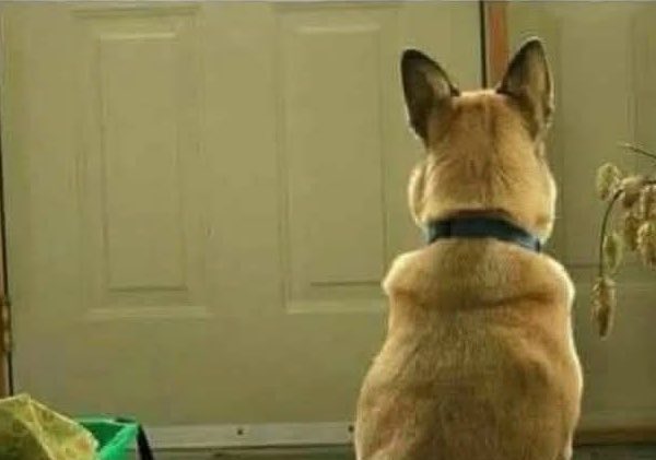 Si tomas, no manejes. Tu perrito nunca va a entender por qué nunca regresaste con él…