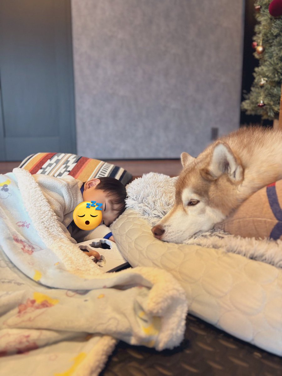 茶々丸チャチャチャ👐 (@chacha_maru1113) / Posts / X