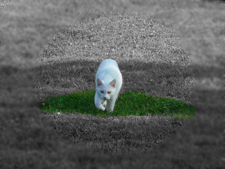 AnonymousDotCo1's tweet photo. Art of the Day! "Stalking Cat". Buy at: https://t.co/MUPKtM0ZM1 https://t.co/Cu7fxRnGtq