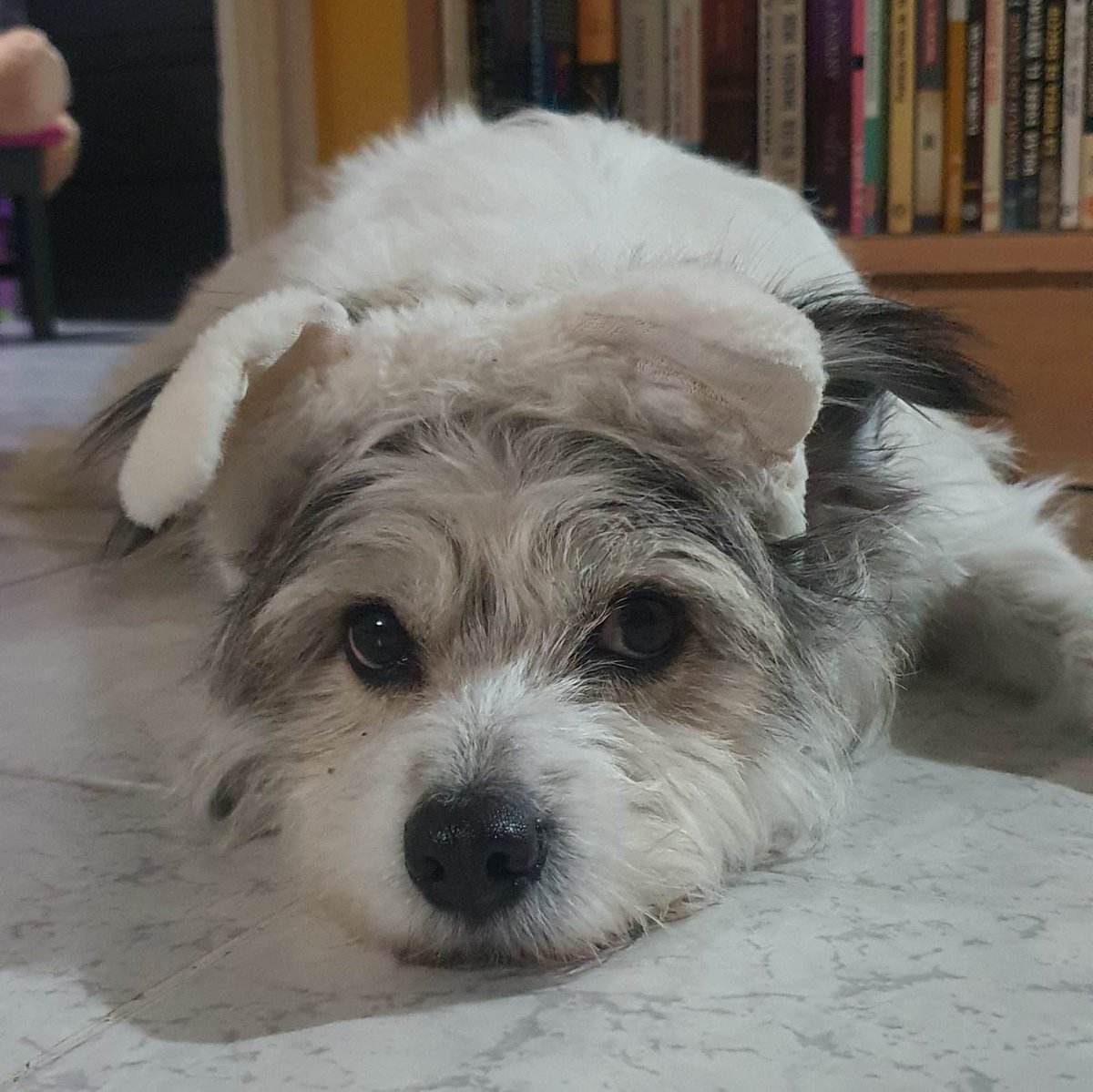 thvlunary's tweet photo. ... Miss you puppy girl :(✨ https://t.co/jwcqsBCP5f