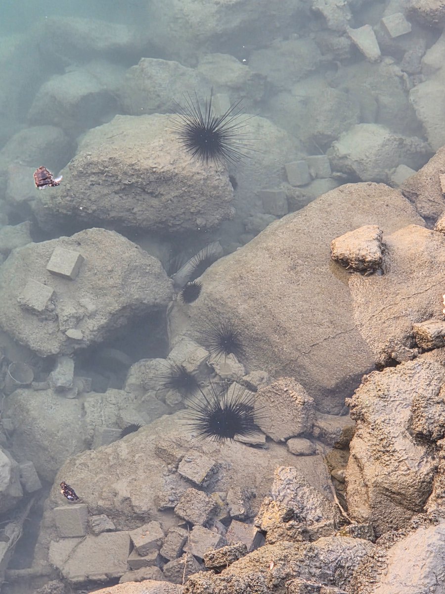 _drfromkuwait's tweet image. كائن بحري غريب لقيته بين الصخور على الواجهة البحرية