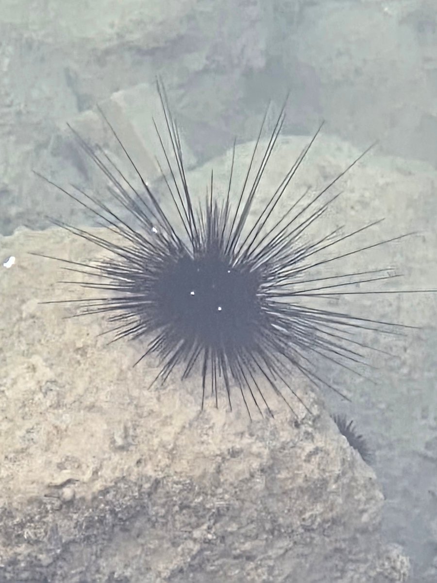 _drfromkuwait's tweet image. كائن بحري غريب لقيته بين الصخور على الواجهة البحرية