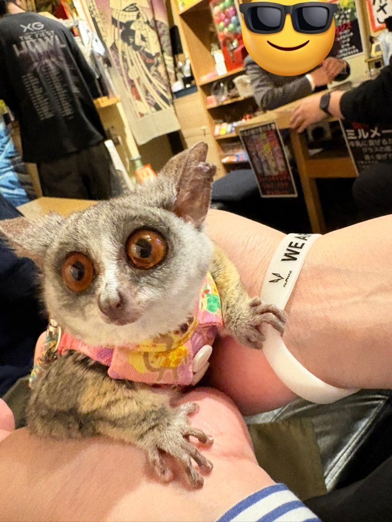 しーちゃん(シナキスブン🐈🐈‍⬛🐈‍⬛)夢中全開 (@XGsheechan1or8