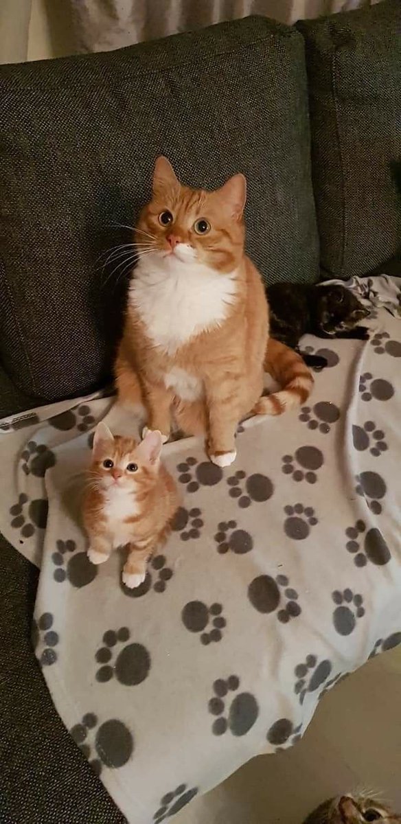 TheCatsX's tweet photo. https://t.co/NERv2NUMiD