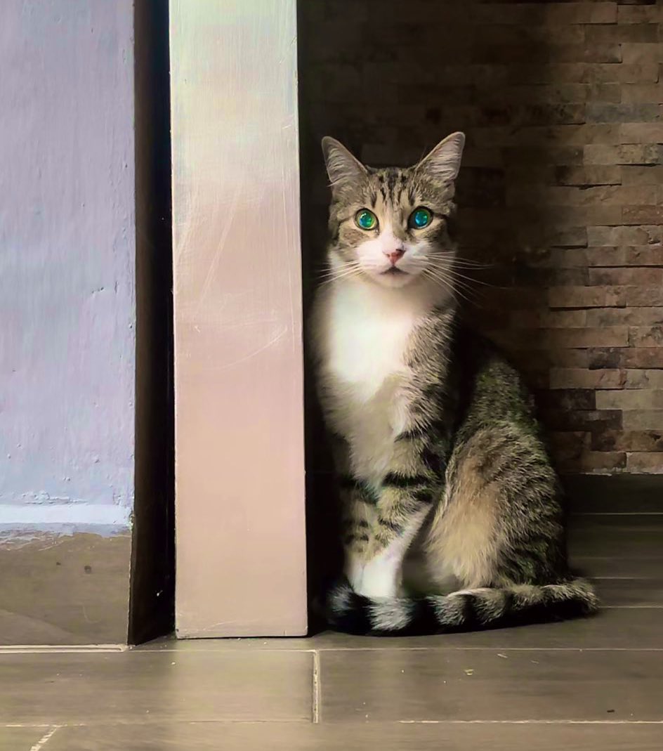 virhaldita's tweet image. El impacto de Miguelito 🗣️