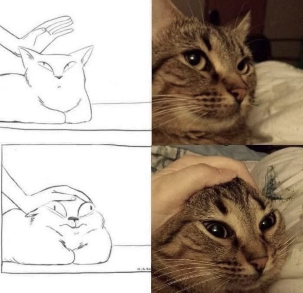 gatinarios's tweet image. 