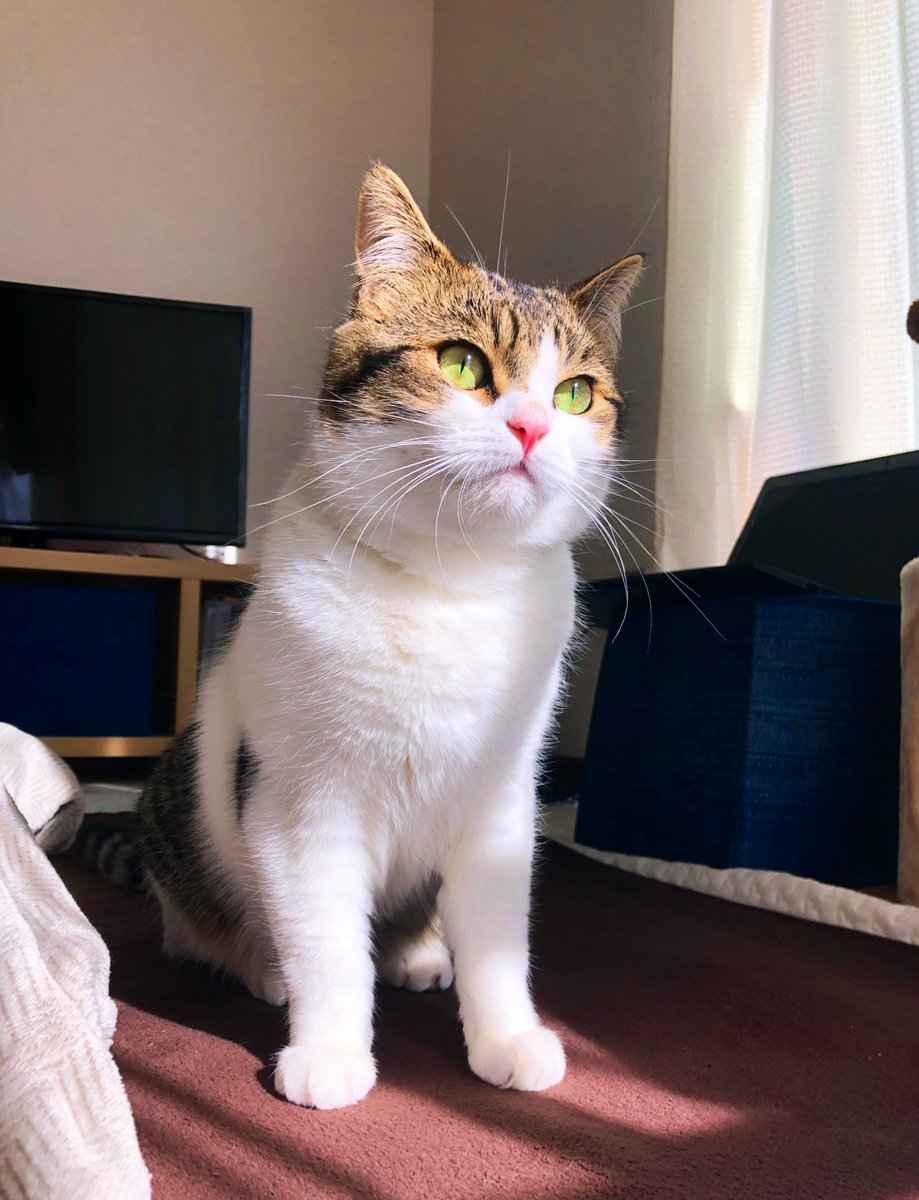 ニコちゃんとこたろう先生とトロとわさび姐さん (@nikoandkotatoro