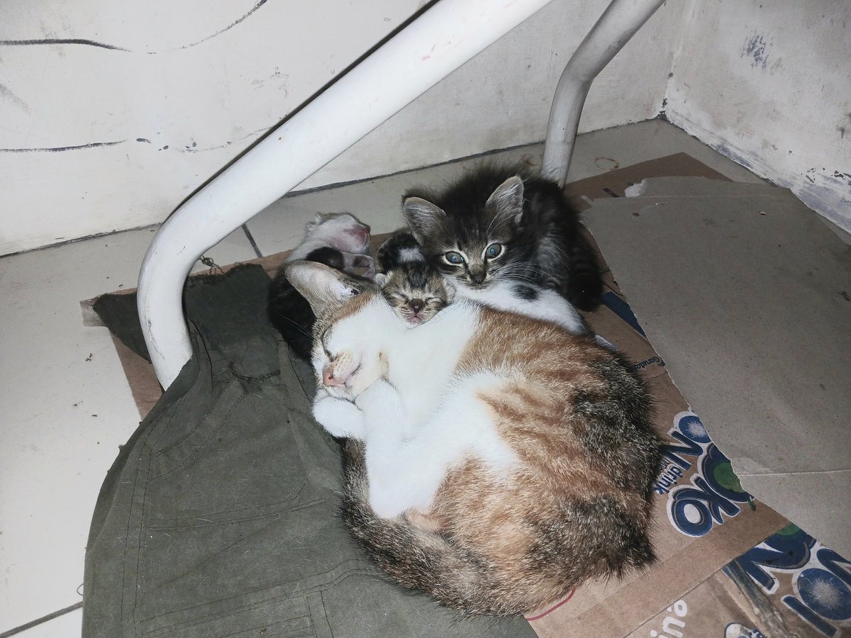 Sampai sekarang masih penasaran kenapa kucing belang tiga selalu betina yang ditemukan 😀