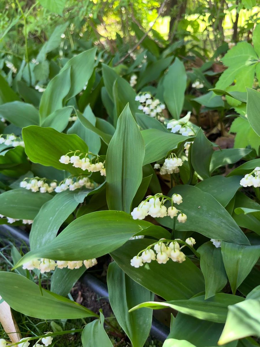 hyunxmugi's tweet image. พอเห็นโพสต์นี้ผมก็คิดว่า 🌿 #xMugi_Garden มีเรื่องที่อยากจะเล่าให้ฟังครับ

เคยเห็นคนเกาหลีตั้งกระทู้ถามว่า 은방울꽃 / Lily of the Valley ที่เป็นพืชในเกาหลีเองไหม? 

สปีชีส์ Lily of the valley ที่พบได้ใน ญี่ปุ่นและเกาหลี รวมถึงจีนและเอเชียตะวันออกเฉียงเหนือ ดังนั้น Lily of the…