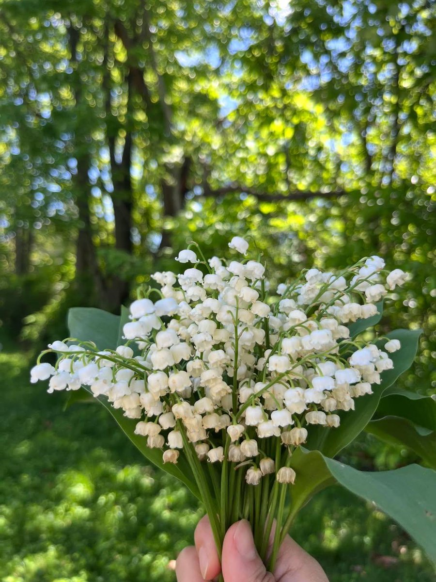 hyunxmugi's tweet image. พอเห็นโพสต์นี้ผมก็คิดว่า 🌿 #xMugi_Garden มีเรื่องที่อยากจะเล่าให้ฟังครับ

เคยเห็นคนเกาหลีตั้งกระทู้ถามว่า 은방울꽃 / Lily of the Valley ที่เป็นพืชในเกาหลีเองไหม? 

สปีชีส์ Lily of the valley ที่พบได้ใน ญี่ปุ่นและเกาหลี รวมถึงจีนและเอเชียตะวันออกเฉียงเหนือ ดังนั้น Lily of the…