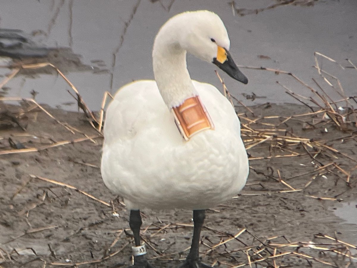 今年もアオバズク来る❢ 2024.6.2 青木産業 安全靴 マジック ハイカット 男性 ZR-21 24-28cm : 作業服