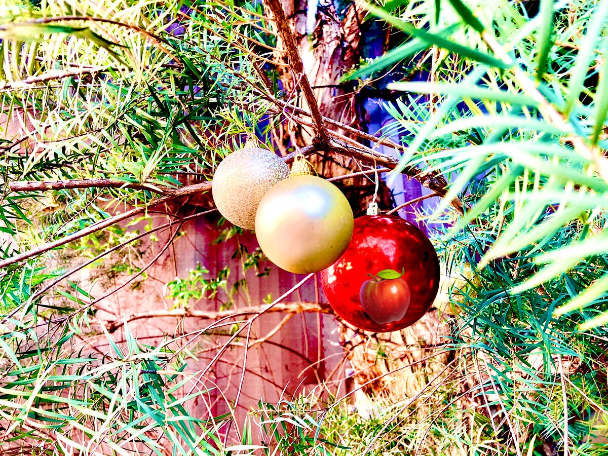 #MerryChristmas2025 🎄🧸✨
#お写ん歩